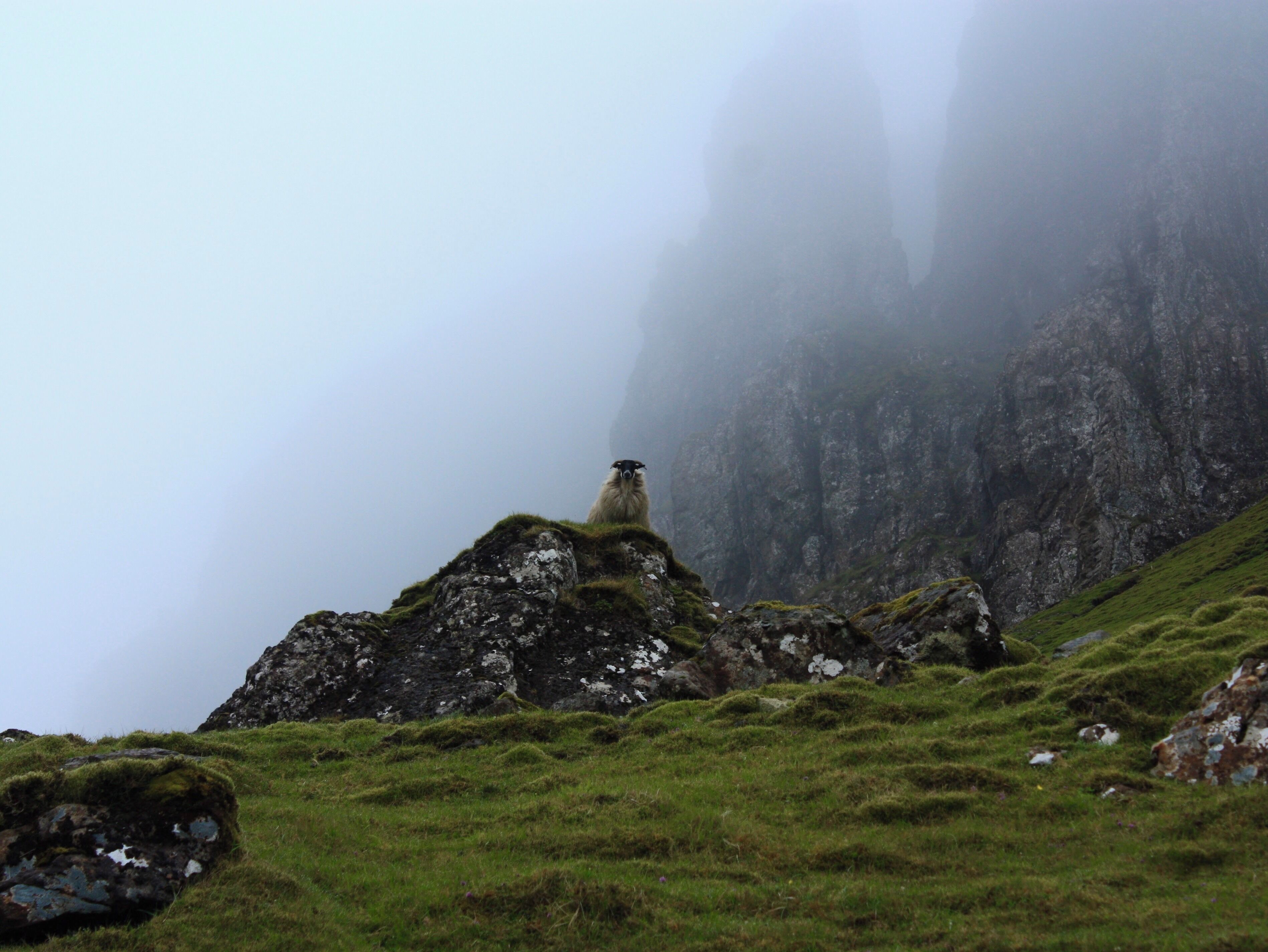 Hiking through the Quiraing was amazing. The fog rolled on us and made it even more amazing. Along the way we met this very serious sheep. He took his guardian roll very serious. #trovember