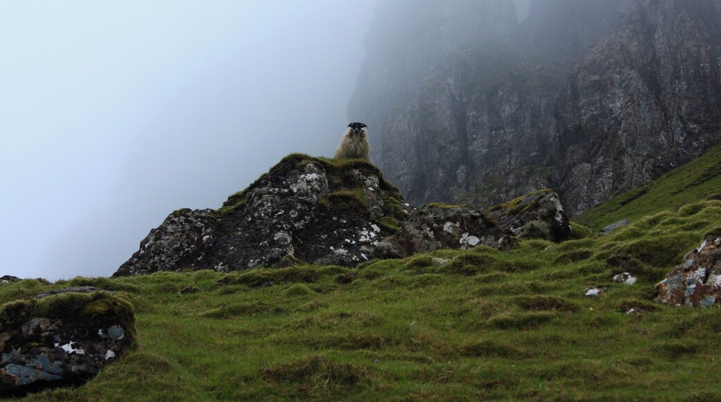 Hiking through the Quiraing was amazing. The fog rolled on us and made it even more amazing. Along the way we met this very serious sheep. He took his guardian roll very serious. #trovember