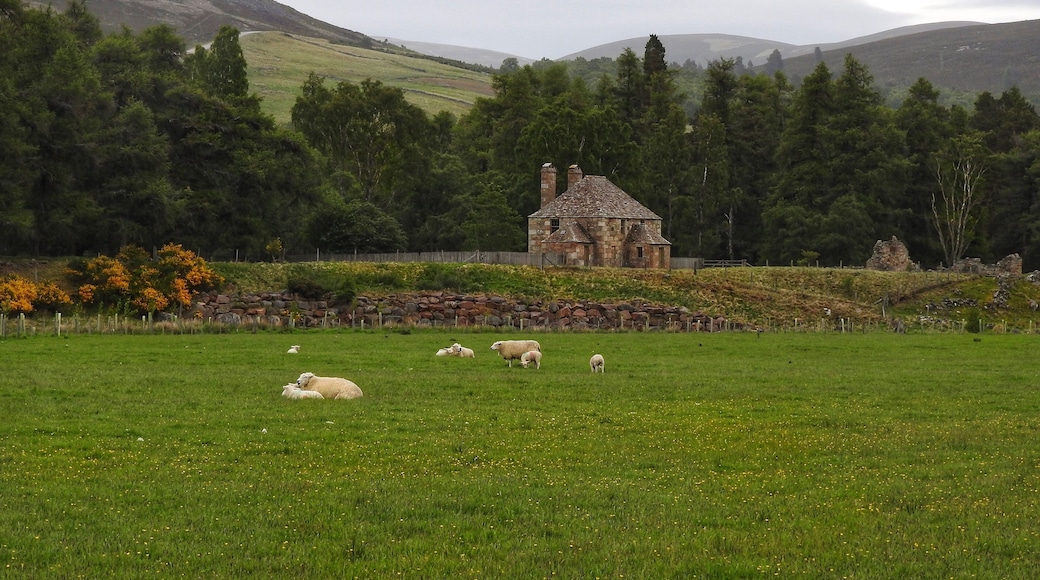 Beautiful countryside near the Cairngorms National Park in Scotland. (June 2017)
#Trovember