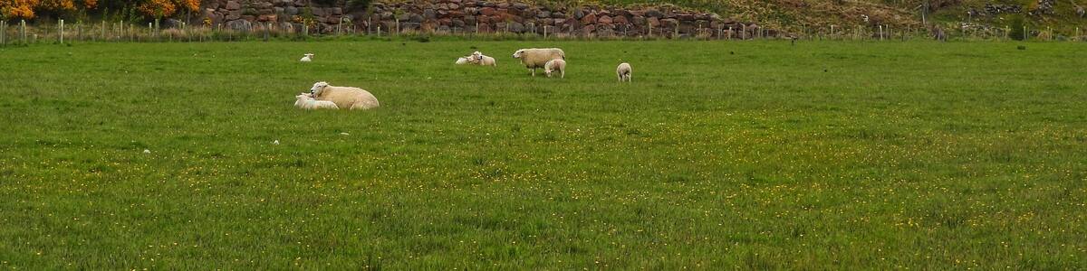 Beautiful countryside near the Cairngorms National Park in Scotland. (June 2017)
#Trovember