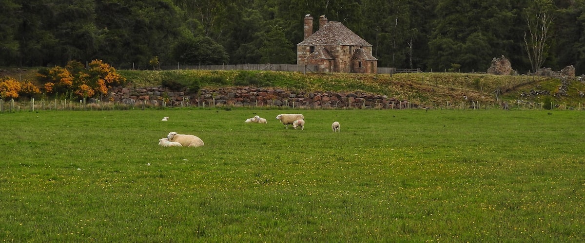 Beautiful countryside near the Cairngorms National Park in Scotland. (June 2017)
#Trovember