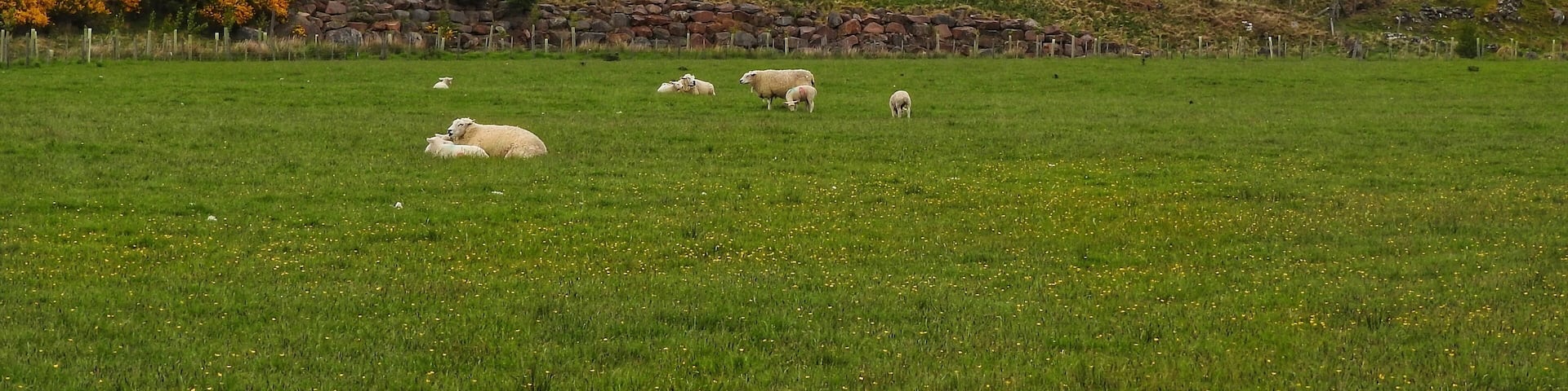 Beautiful countryside near the Cairngorms National Park in Scotland. (June 2017)
#Trovember
