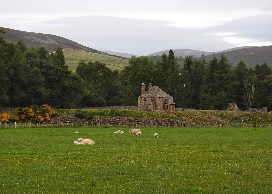 Beautiful countryside near the Cairngorms National Park in Scotland. (June 2017)
#Trovember