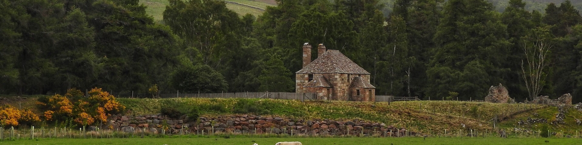 Beautiful countryside near the Cairngorms National Park in Scotland. (June 2017)
#Trovember