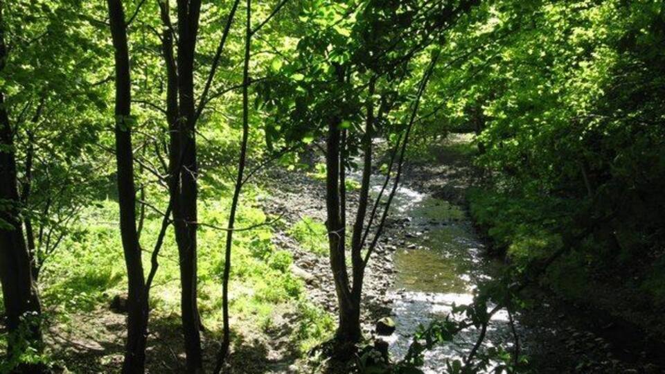 A forested area with a stream running through it.