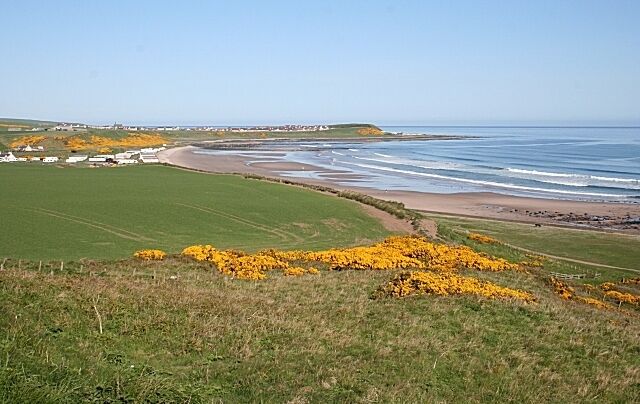 A coastal landscape with a beach, grassy fields, and yellow flowers.