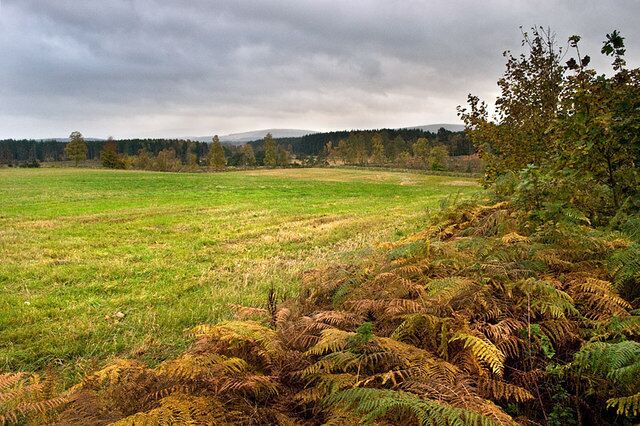 Field near Balwearie Only a deer and a few rabbits were encountered on a walk through the damp woods and fields near Balwearie under a leaden sky with just a glimmer of brightness on the horizon.