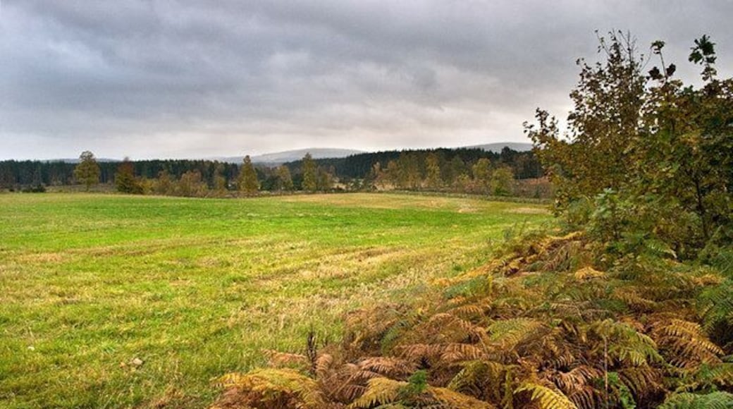 Field near Balwearie Only a deer and a few rabbits were encountered on a walk through the damp woods and fields near Balwearie under a leaden sky with just a glimmer of brightness on the horizon.