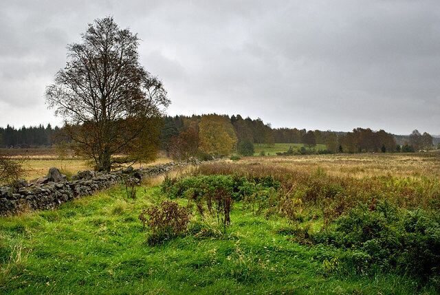 Boundary wall near Scotland Wood This substantial wall is part of boundary which runs in an almost straight line west from here for about two miles.