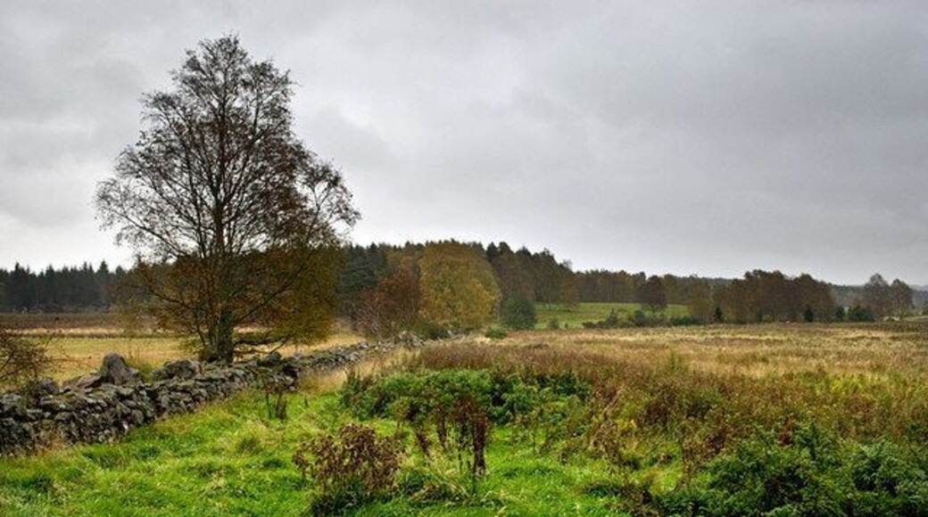 Boundary wall near Scotland Wood This substantial wall is part of boundary which runs in an almost straight line west from here for about two miles.