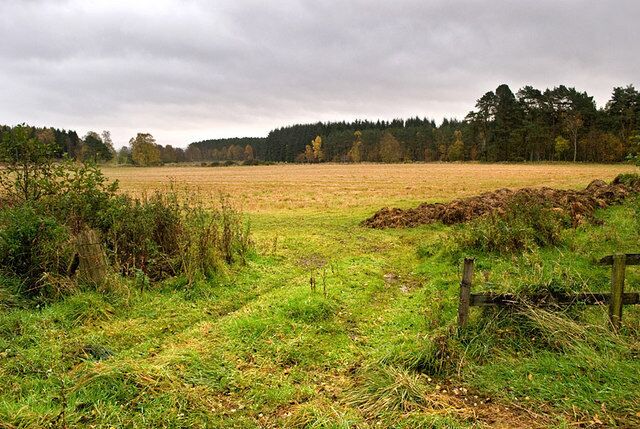 Field near Scotland Wood