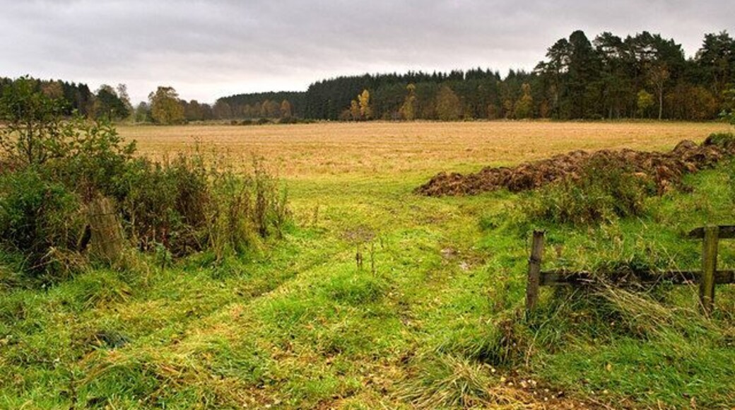 Field near Scotland Wood