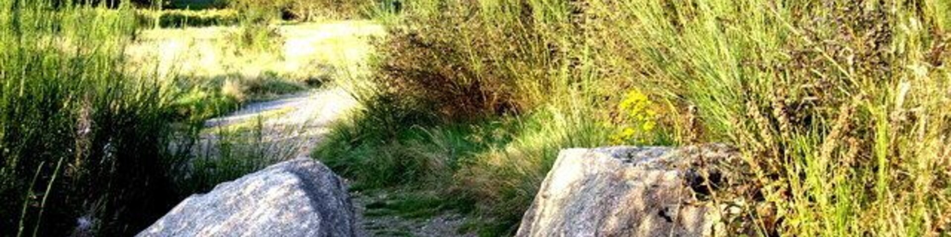 Un sendero estrecho bordeado por rocas grandes y una vegetación densa, que lleva a un edificio distante.