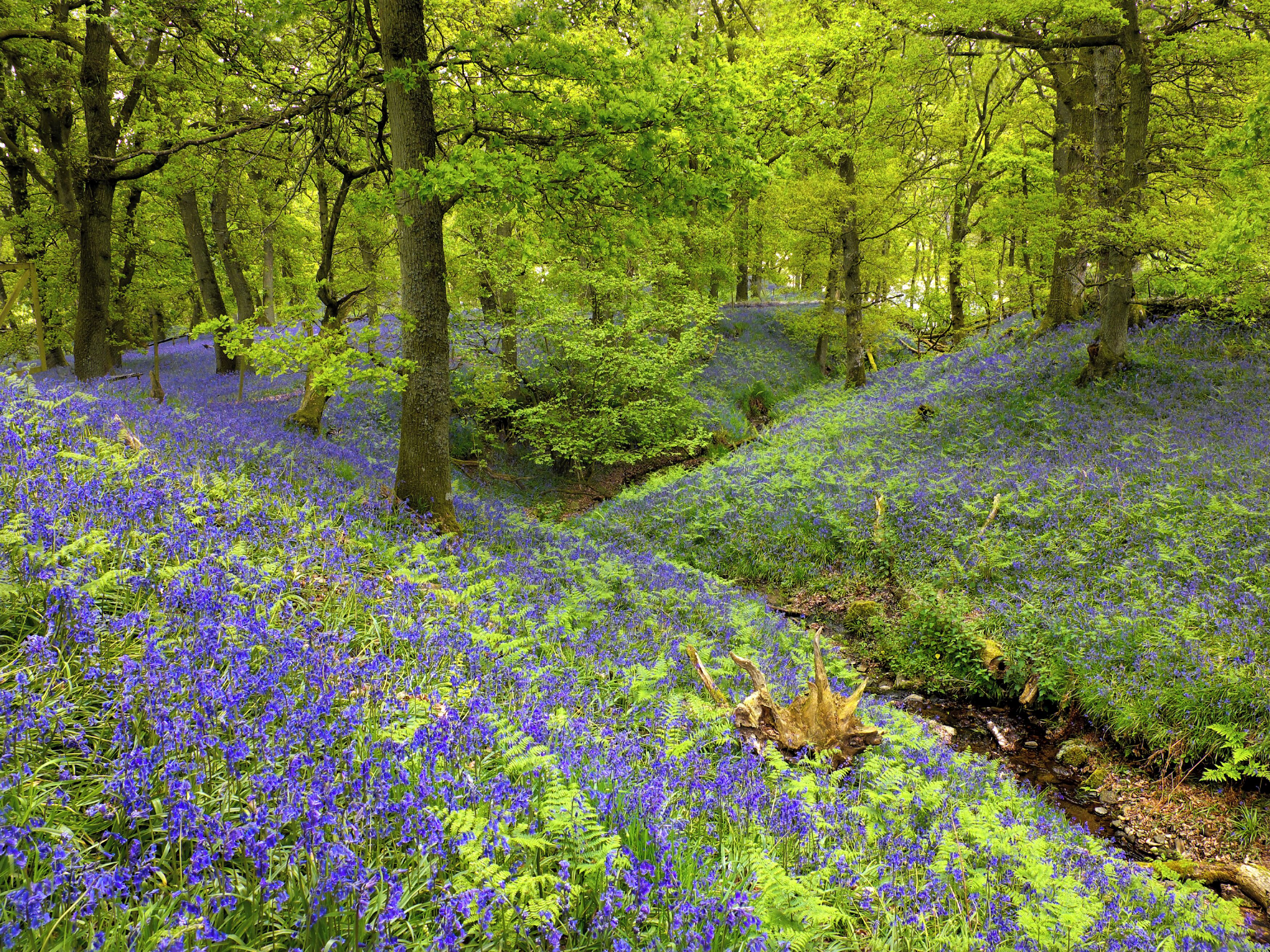 A forest with a carpet of blue flowers and green ferns.