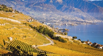 One of my favorite place to be, especially in the fall, is the Lavaux region, one of Unesco's world heritage site. The warm colours of the vine leaves, contrasting with the blue of the water and the alps is mesmerizing. There are so many paths leading from one village to the other, you can hike all you want and never get bored! And you can even have a sample of the locally produced wine on the way! #MyBackyard