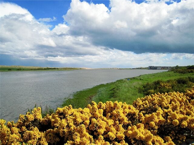 A river with a grassy bank and yellow flowers in the foreground.