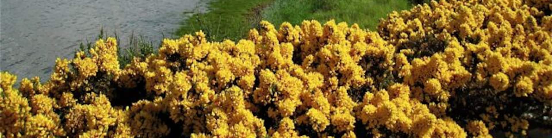 A river with a grassy bank and yellow flowers in the foreground.
