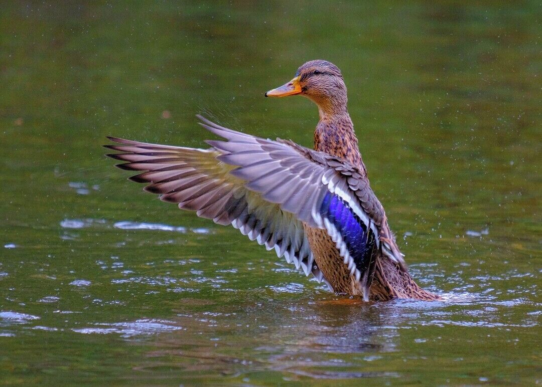 "Walking on Water"

Testing out my new lens at a local park/pond.


