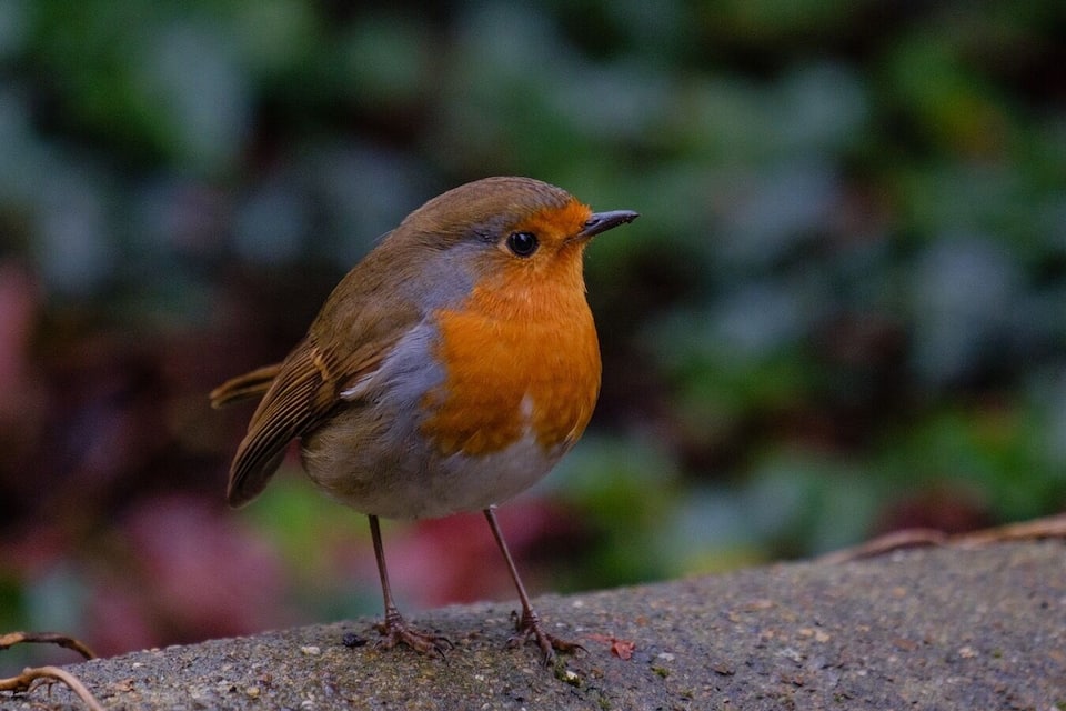 A small bird with orange and grey plumage standing on a concrete surface.