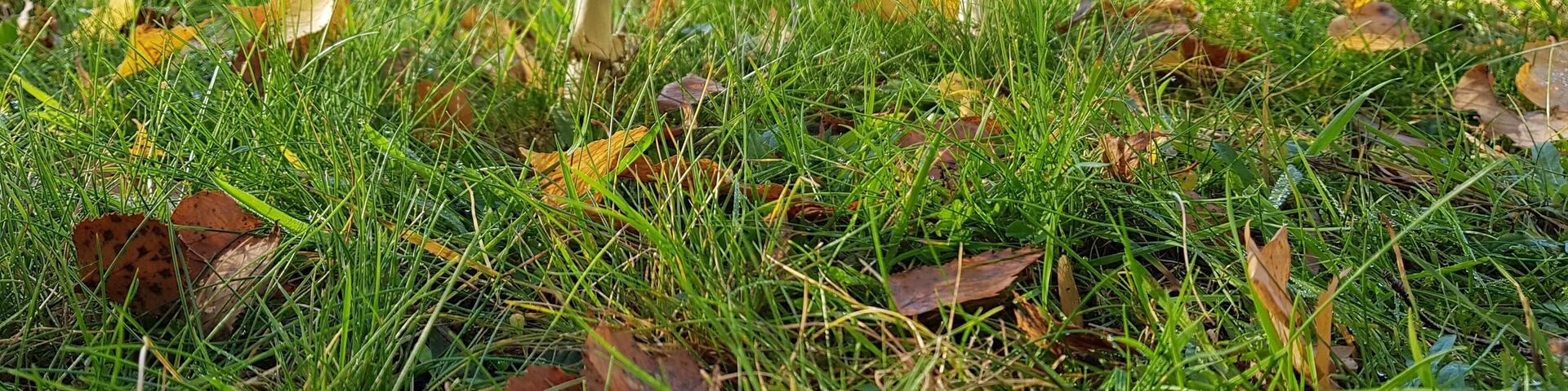 Couple of mushrooms rising in the middle of green fields ....