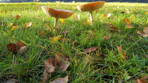 Couple of mushrooms rising in the middle of green fields ....