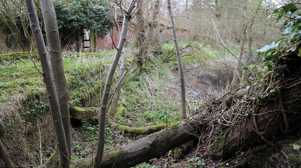 Abandoned mill at Tilty, Essex, England - overgrown mill race at the west