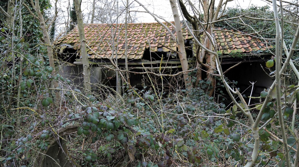 Abandoned mill at Tilty, Essex, England - abandoned shed to the north of the mill, from the east