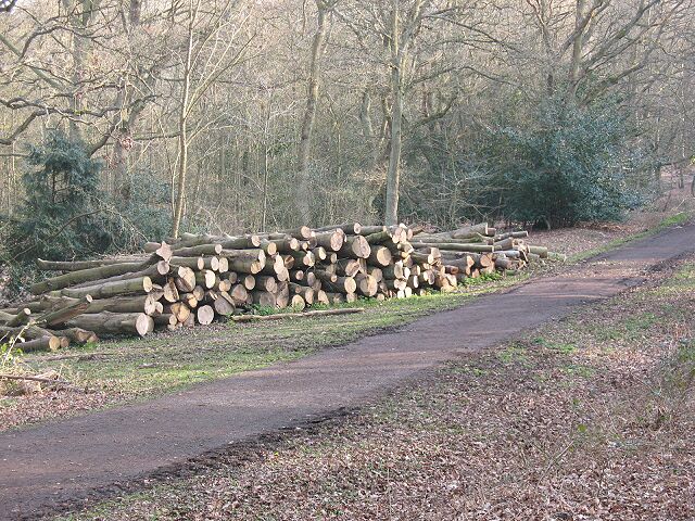 Epping Forest: new log pile Contrast this fresh-looking log pile with one that had been left to rot: 1213160.