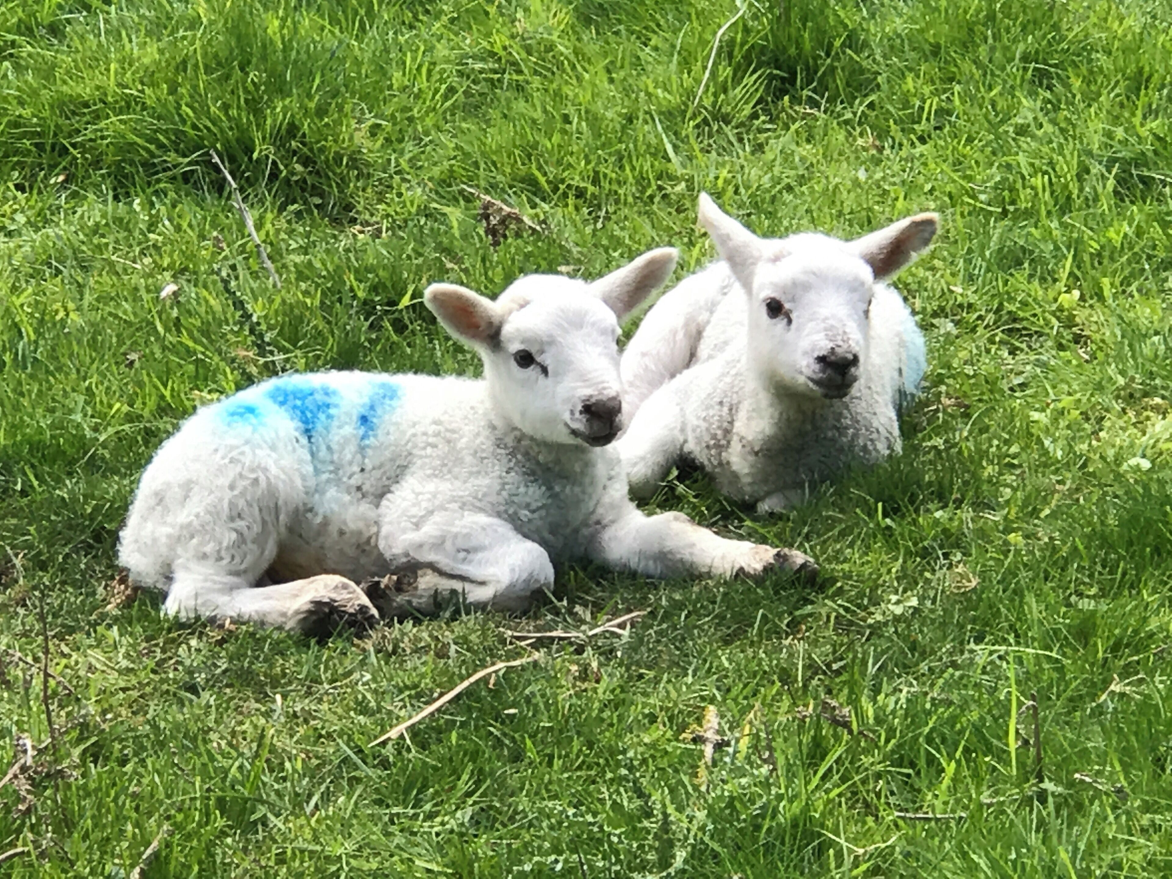 Spring lambs