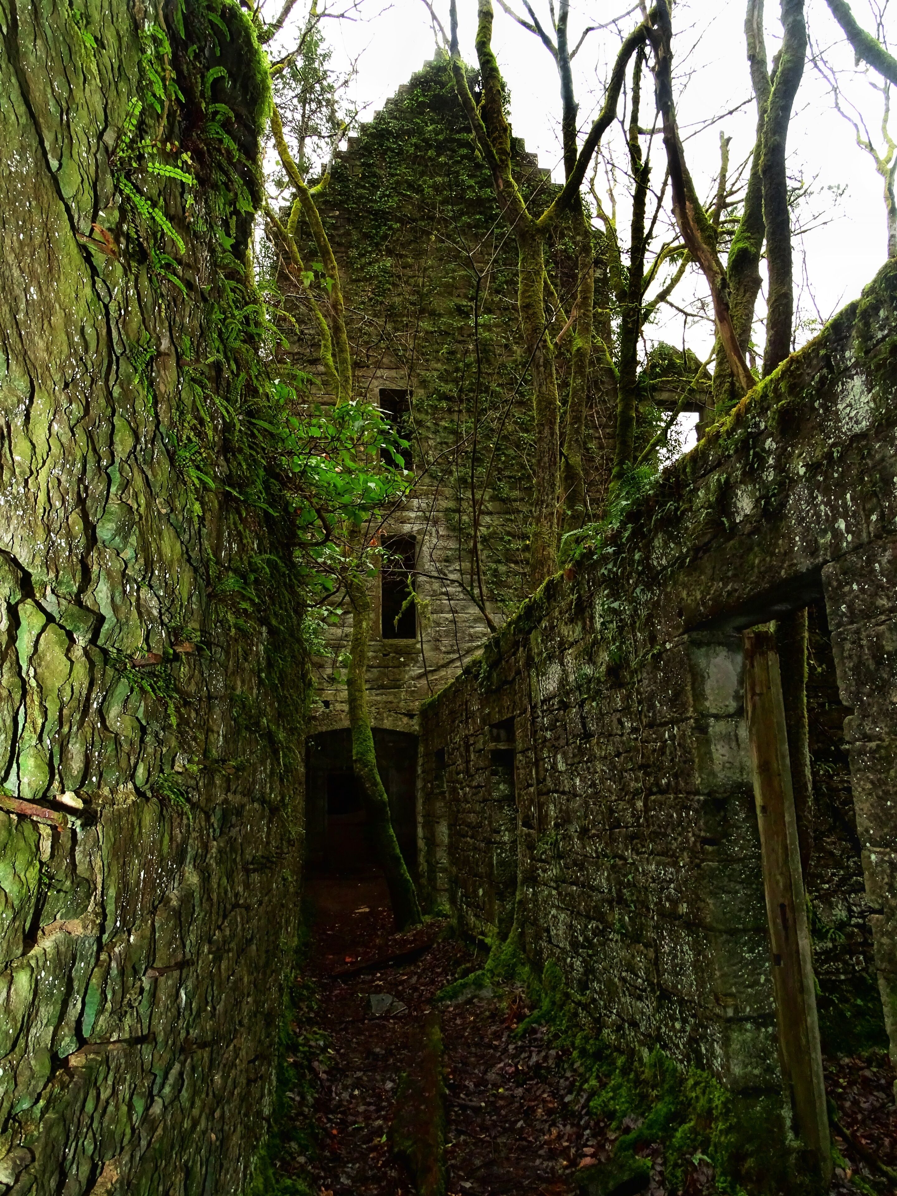 Long abandoned castle overgrown and eerie. 