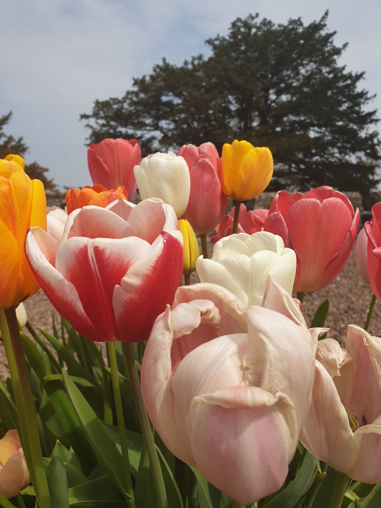 Beautiful spring flowers