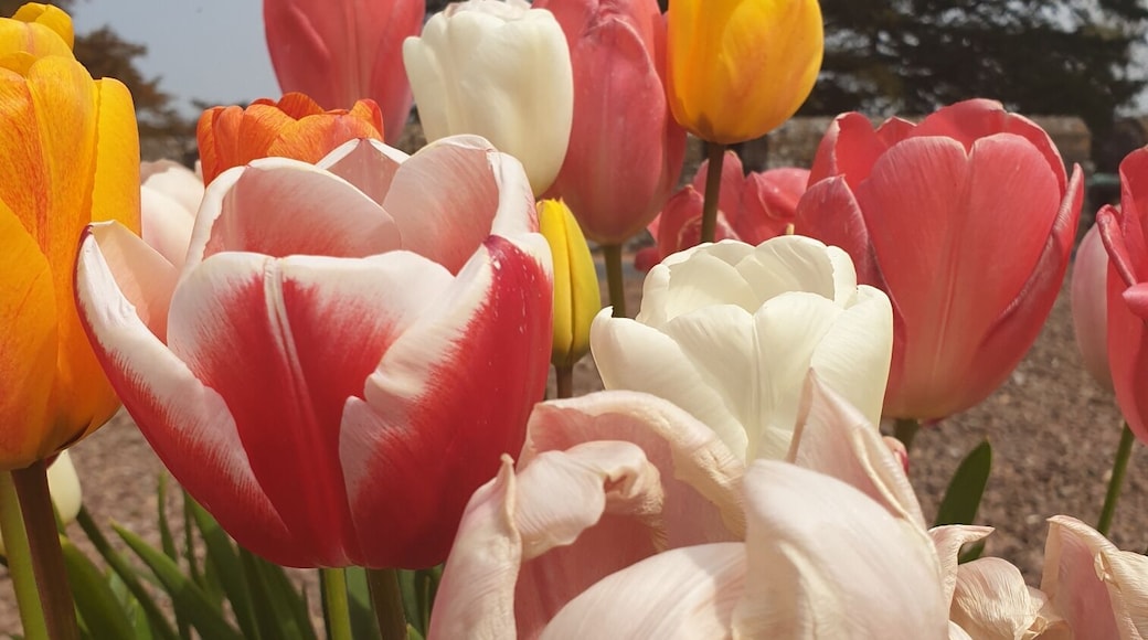 Beautiful spring flowers