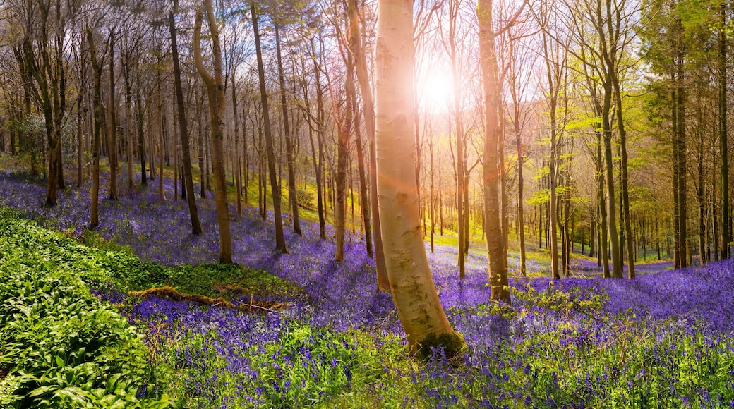 Sunlight illuminates peaceful bluebell woods