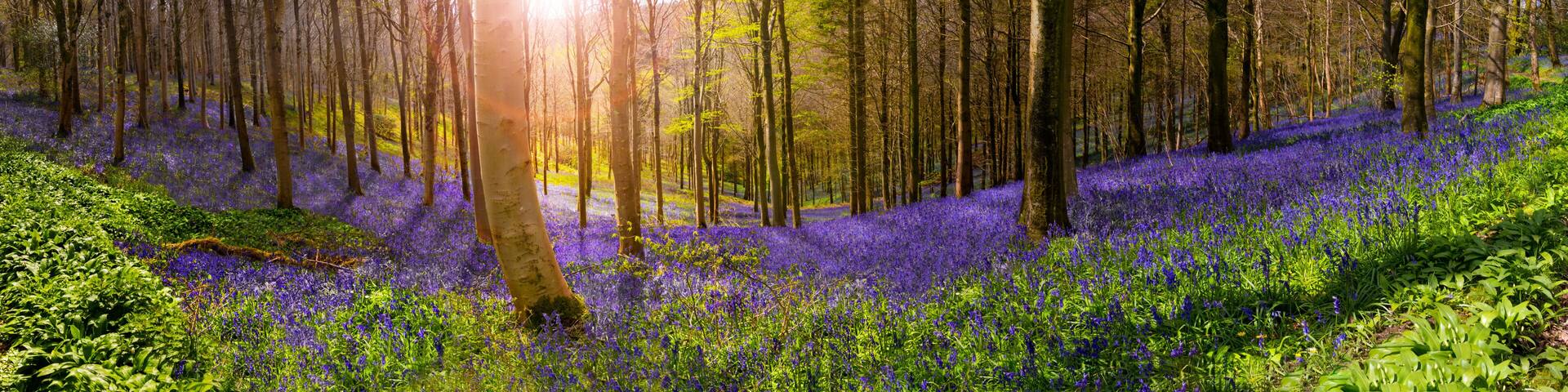 Sunlight illuminates peaceful bluebell woods