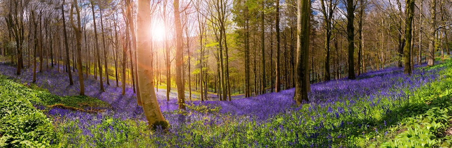 Sunlight illuminates peaceful bluebell woods