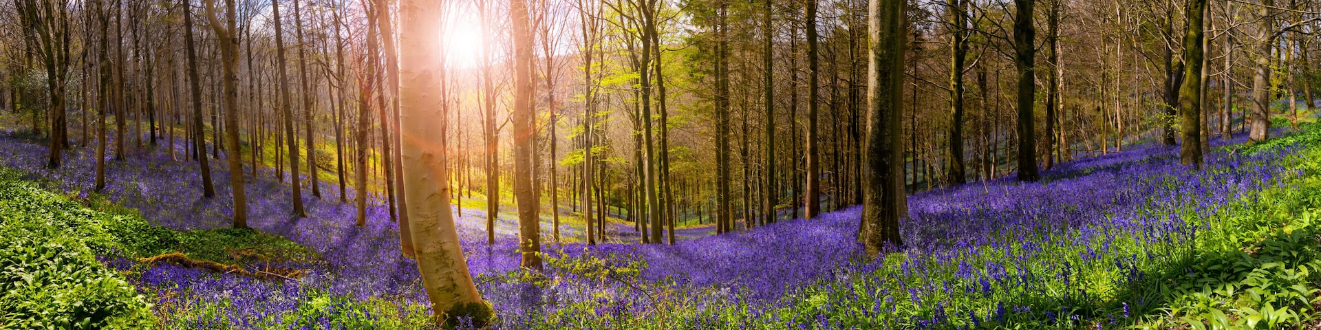 Sunlight illuminates peaceful bluebell woods