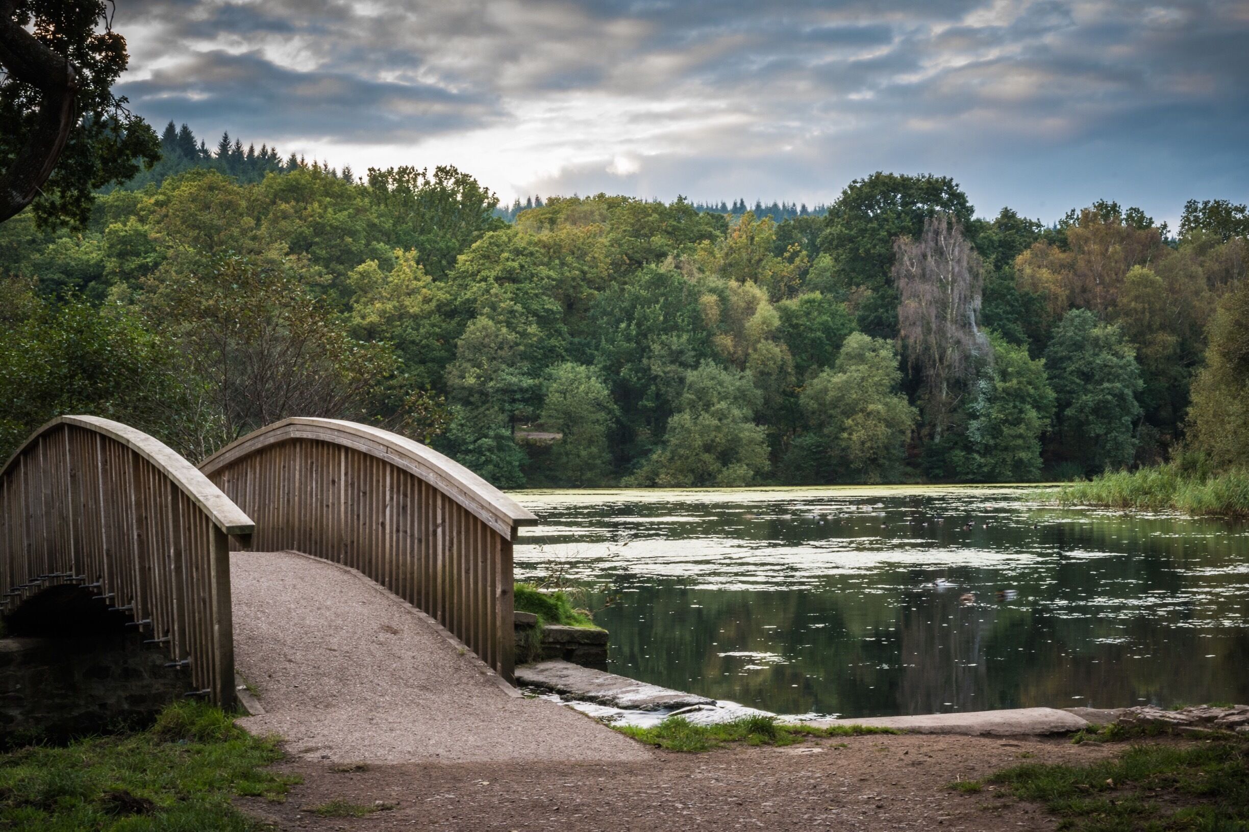Nice little lake I found in the Forrest of dean. Too many beautiful places to walk here.
