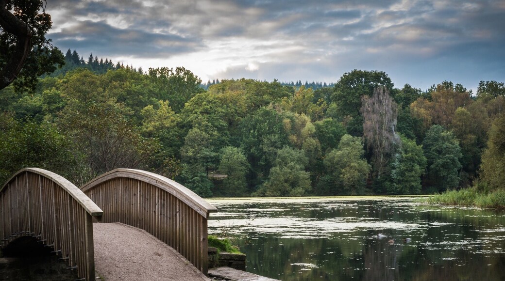Nice little lake I found in the Forrest of dean. Too many beautiful places to walk here.