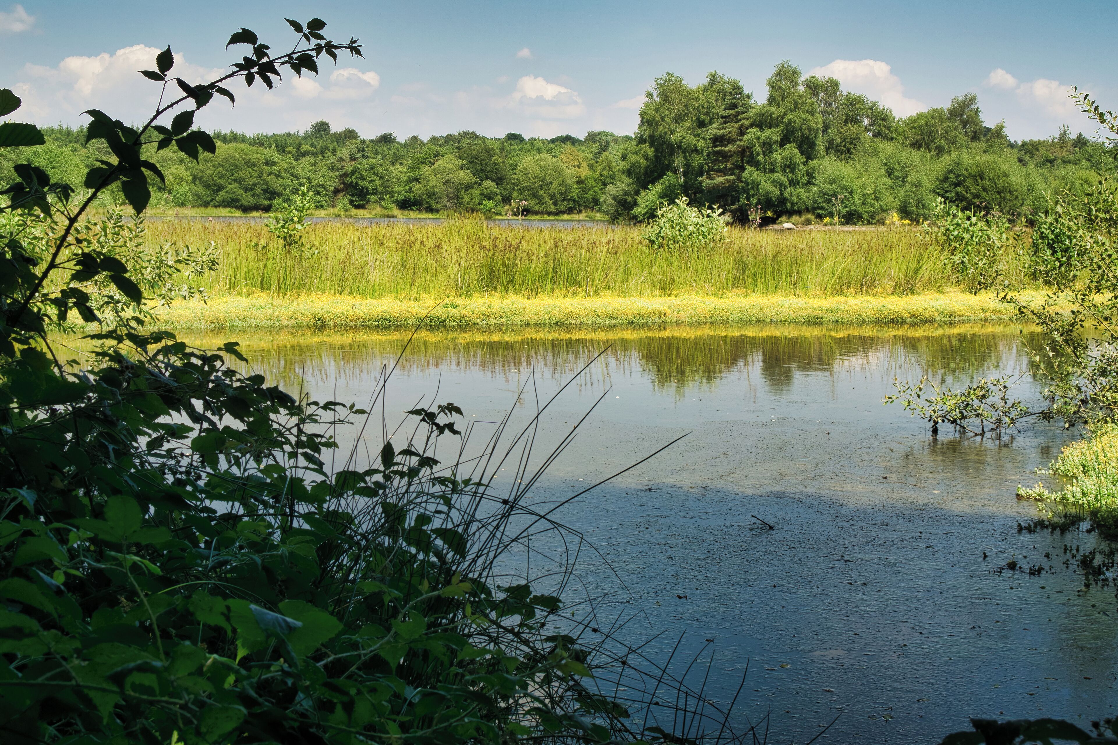 There are many nice spots to be found in the Forest of Dean, Gloucestershire, UK. This is Woorgreens Lake, close to Speech House along the A4226. You can walk around this shallow lake and find some picture spots there. Enjoy the outdoors!