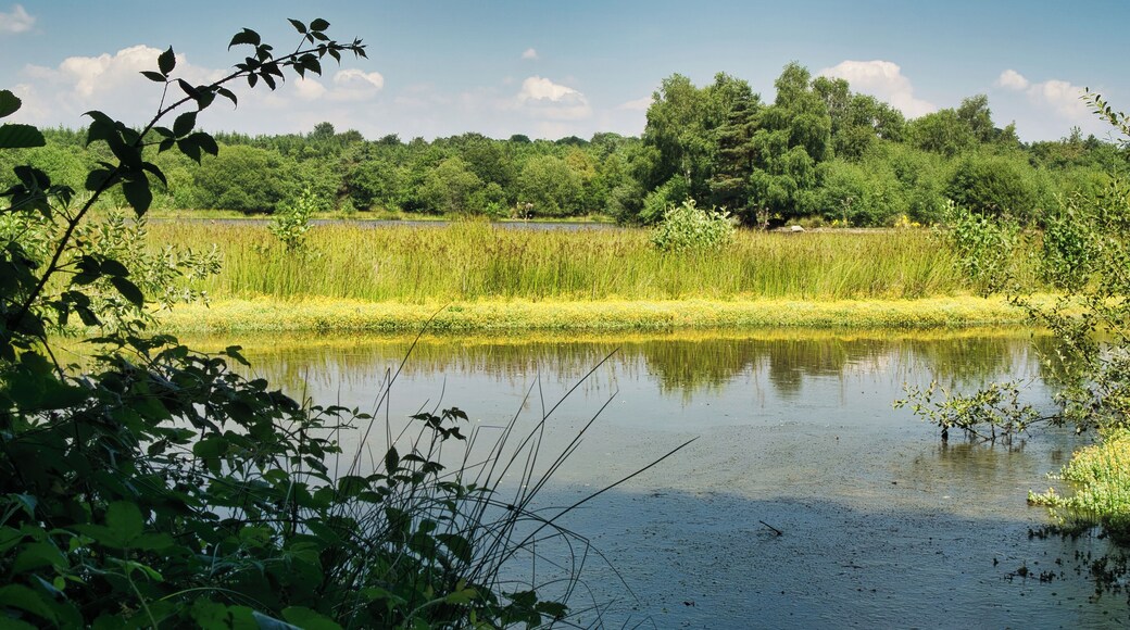 There are many nice spots to be found in the Forest of Dean, Gloucestershire, UK. This is Woorgreens Lake, close to Speech House along the A4226. You can walk around this shallow lake and find some picture spots there. Enjoy the outdoors!