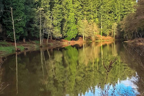 Ein stiller See, umgeben von dichtem Wald und blauem Himmel.