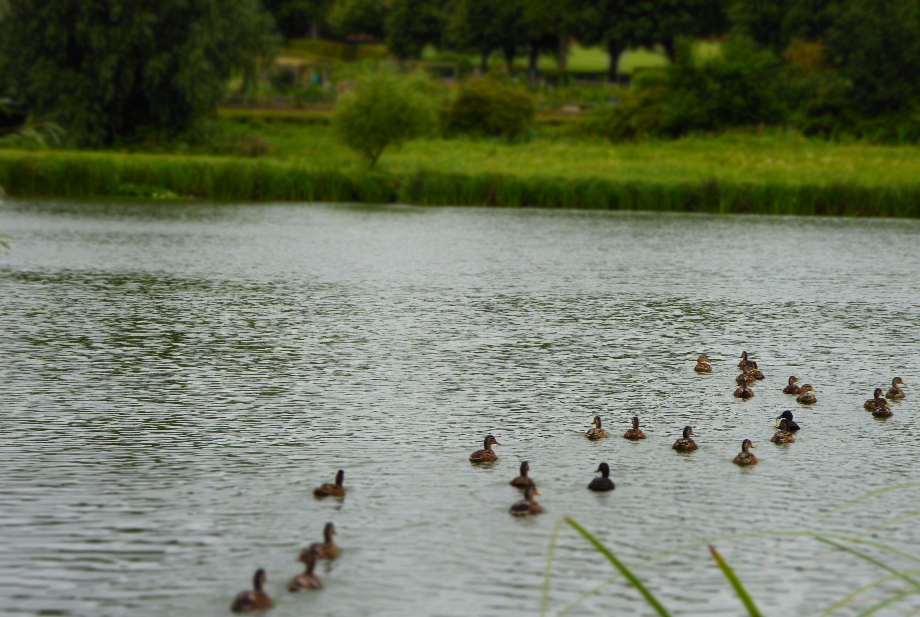 Framlingham Mere is a nature reserve managed by the Suffolk Wildlife Trust in Framlingham in Suffolk.