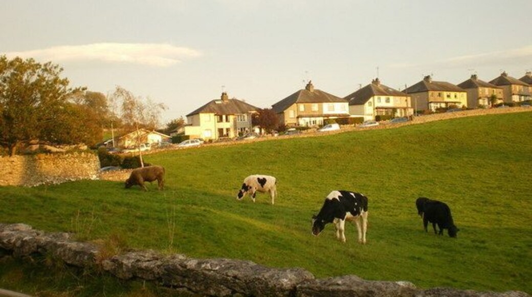 Cattle, Allithwaite