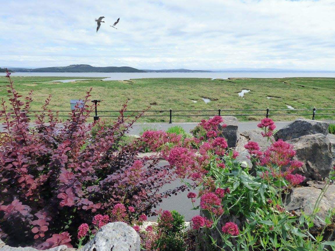 A coastal landscape with a grassy field, rocky outcrops, and pink flowering plants.