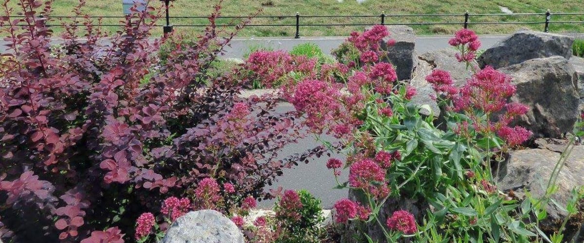 A coastal landscape with a grassy field, rocky outcrops, and pink flowering plants.