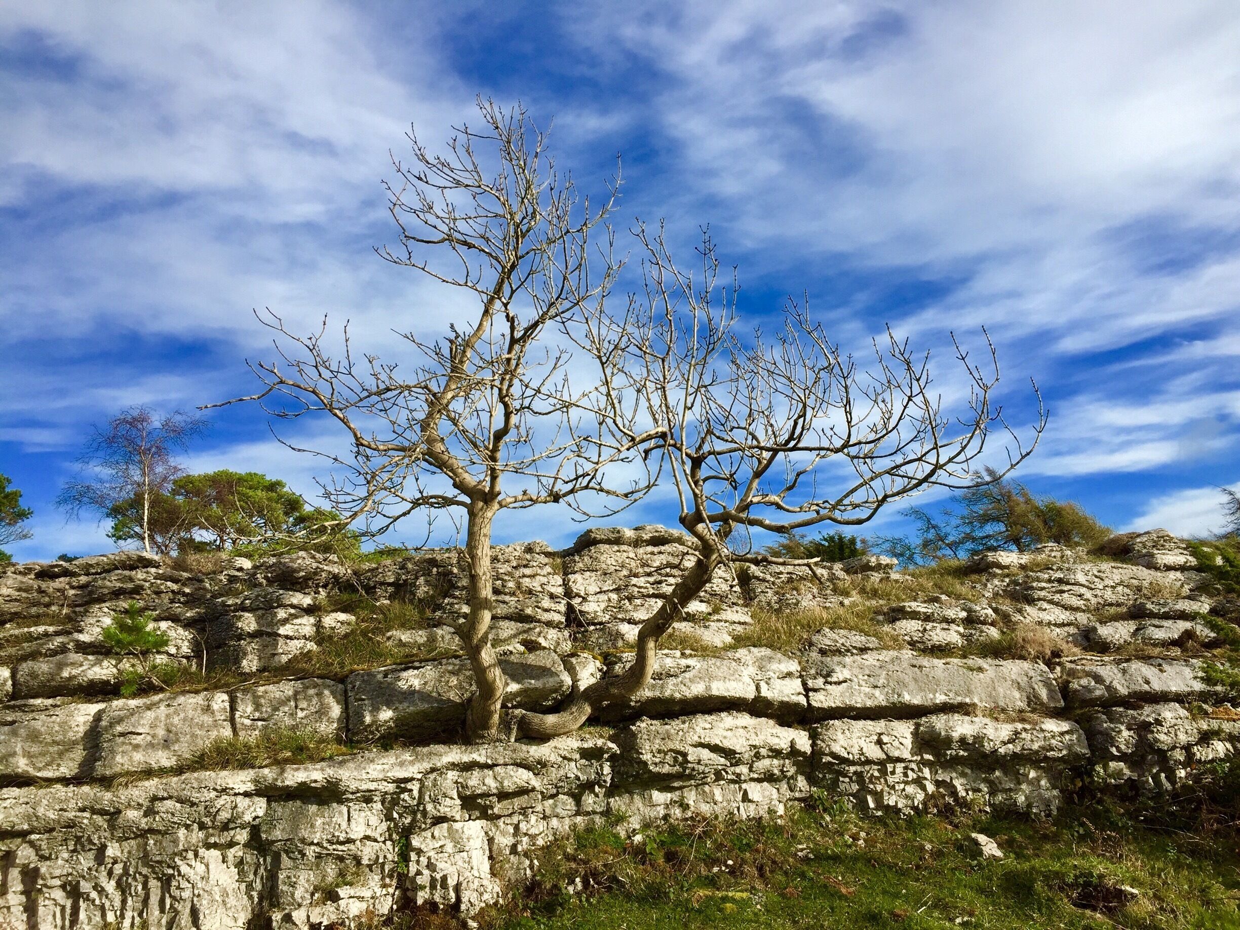 On Whitbarrow Scar