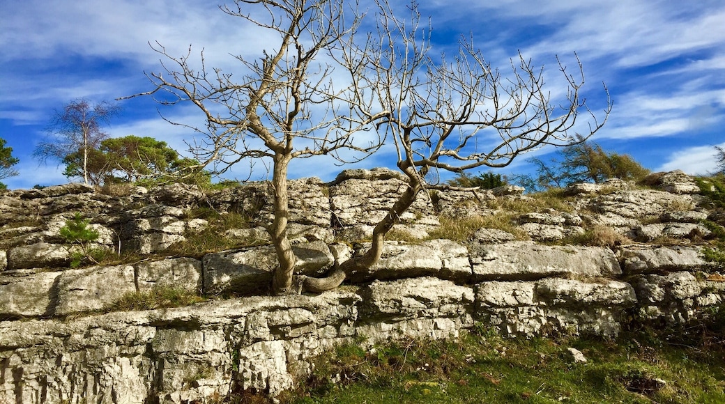 On Whitbarrow Scar