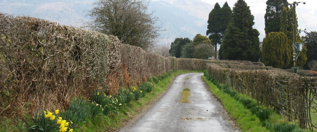 A rural road flanked by hedgerows and daffodils, leading towards a mountain range.