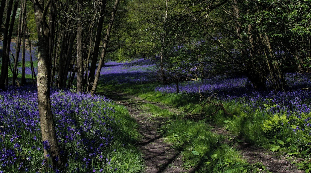 Taken at a hidden location which is full of Bluebells mile after mile...