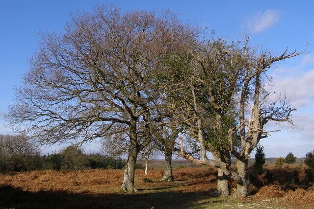 A landscape with a large, leafless tree in the foreground and a clear blue sky.